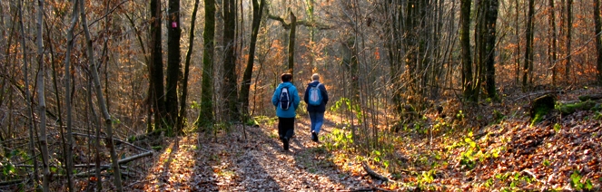 wander gruppe saarland herbst wald
