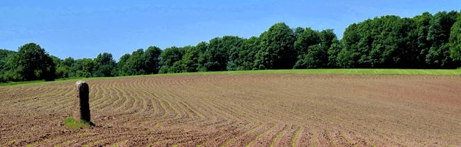 landschaft feld stehender stein